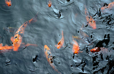 High angle view of koi carps swimming in pond