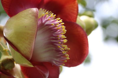 Close-up of red rose