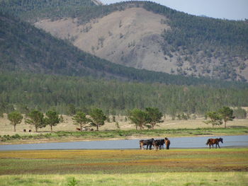 Horses grazing on field against mountains