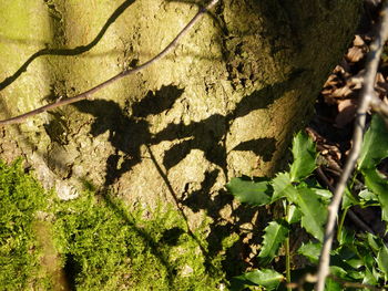 Close-up of shadow on tree