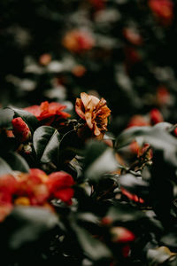 Close-up of red flowering plant