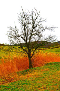 Bare tree on field against sky