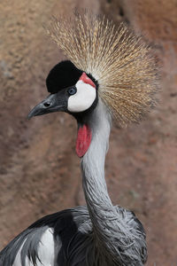 Close-up of grey crowned crane