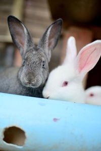 Close-up portrait of rabbits