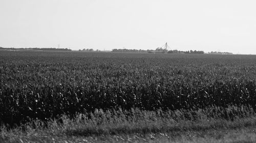 Scenic view of field against clear sky