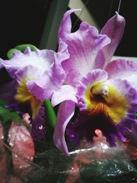 Close-up of purple flowers blooming outdoors