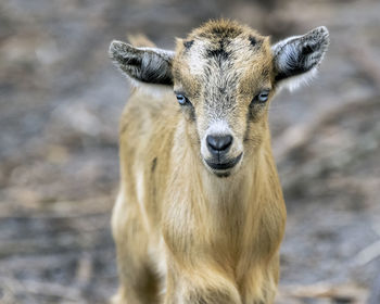 Close-up of deer