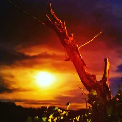 Close-up of tree against sky during sunset