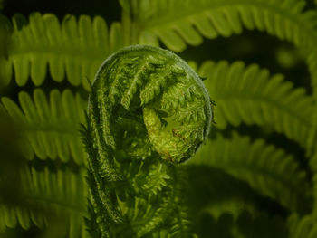 Close-up of fern