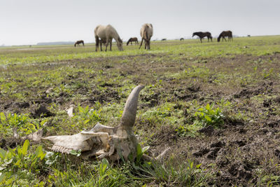 Horses grazing in a field