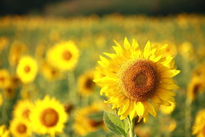 Close-up of sunflower on field