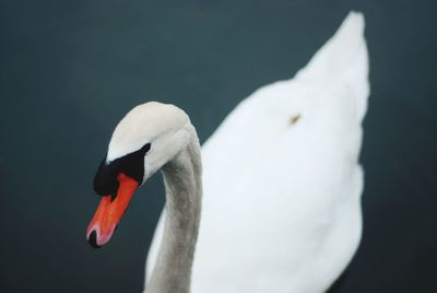 Close-up of swan swimming in water