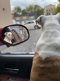 Close-up of puppy in car including side mirror reflection