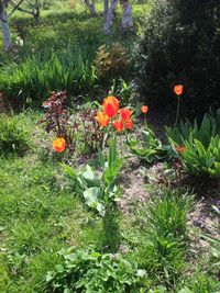 View of flowering plants on field