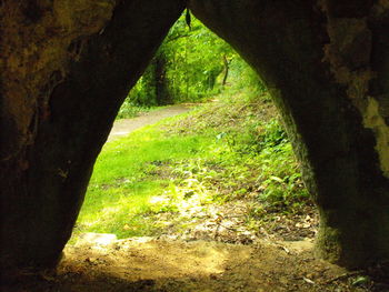 Trees in forest