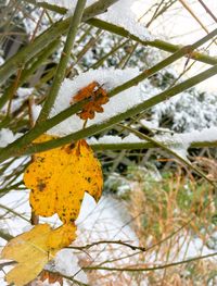 Close-up of frozen tree during winter