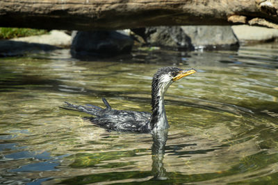  little pied cormorant with  beak swim in pond and drifts through current. microcarbo melanoleucos 
