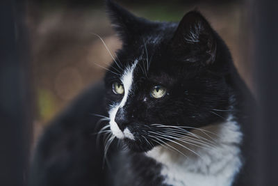 Close-up of black cat