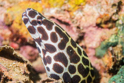 Close-up of fish in sea