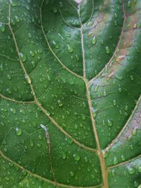 Beads of water on giant leaf