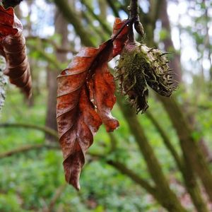 Close-up of leaves against blurred background