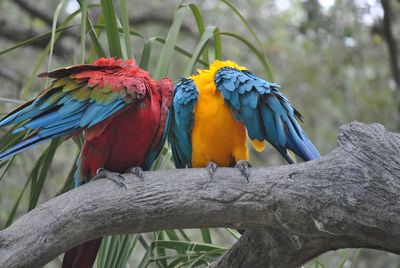 Parrots perching on branch