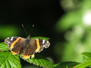 Close-up of butterfly on leaf