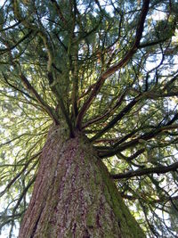 Low angle view of tree