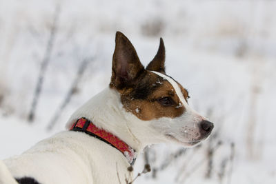 Outdoor winter portrait of a jack russell terrier dog with snowflakes on her face