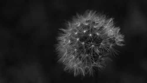 Close-up of dandelion