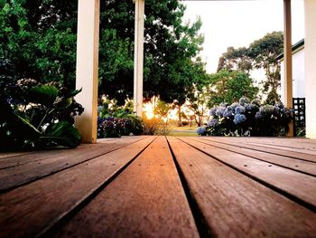 Surface level of potted plants by footpath