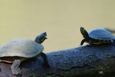 Close-up of birds on rock
