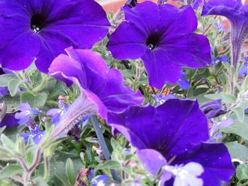 Close-up of purple flowers blooming outdoors