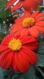 Close-up of red flower