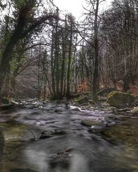 Scenic view of river flowing in forest