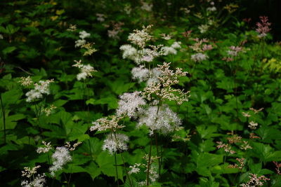Close-up of plant
