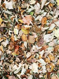 Full frame shot of dry leaves