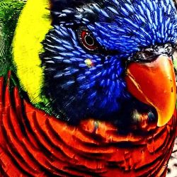Close-up of two parrot