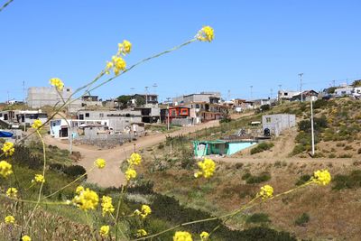 Plants growing in city against clear blue sky