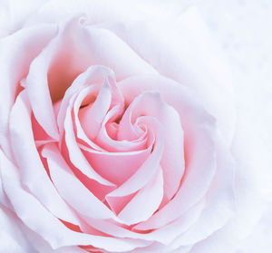 Close-up of pink rose