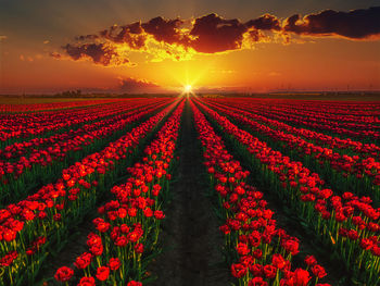 Scenic view of flowering field against sky during sunset