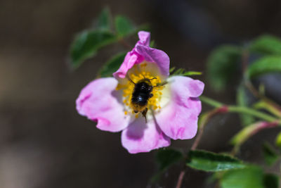 Close-up of bee on flower