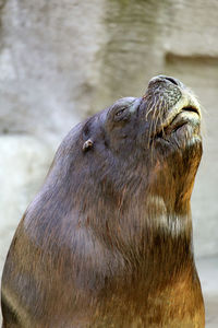 Close-up of sea lion with closed eyes