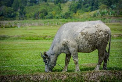 Horse grazing in a field