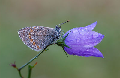 A butterfly with drops on a bell flower