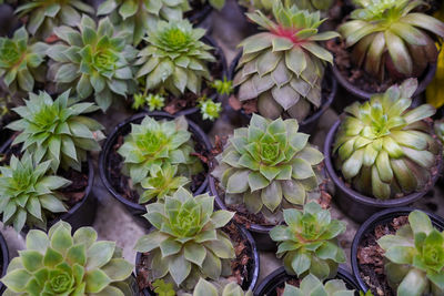 Full frame shot of plants