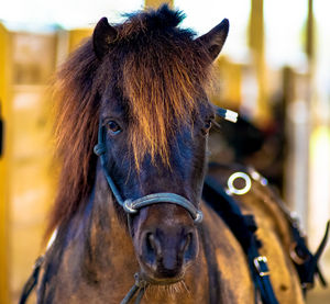 Close-up of horse