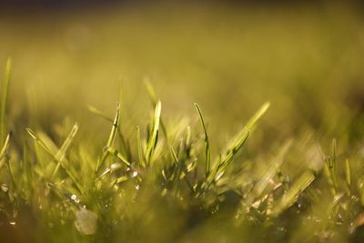 Close-up of crops growing on field