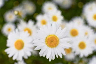 Close-up of white daisy flowers