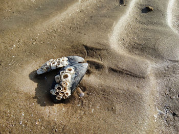 High angle view of crab on beach